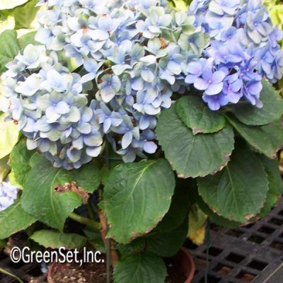 Hydrangea: Blue