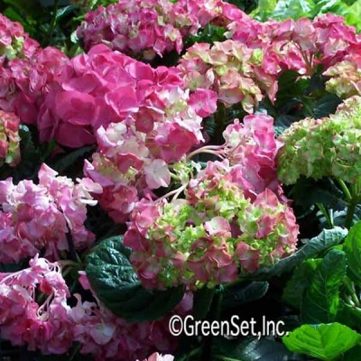 Hydrangea: Pink