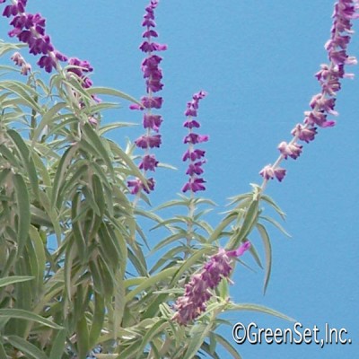 Mexican Sage CU