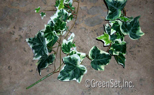 Algerian Ivy Varigated