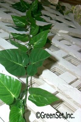 Philodendron Vine