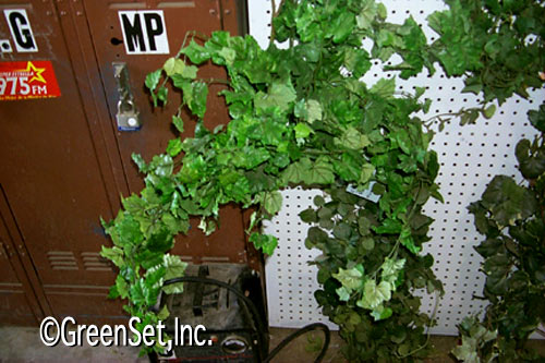 German Ivy Bush