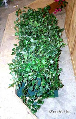 English Ivy Bush