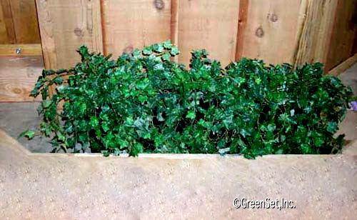 English Ivy Bush