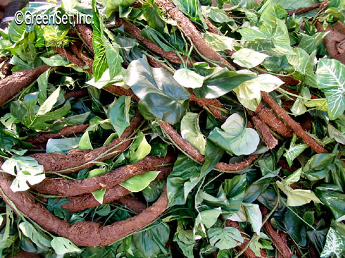 Rubber Rope Vine With Philodendron Foliage