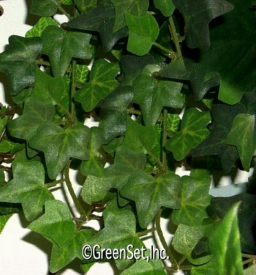 Silk English Ivy Vine