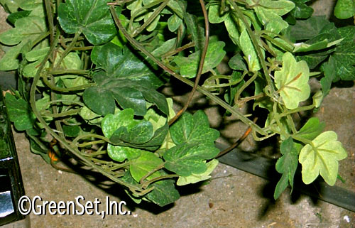 Twisted English Ivy Bush