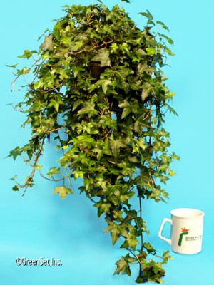 Ivy Plant