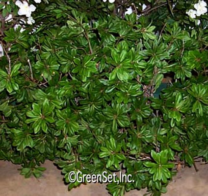 Hedge: Pittosporum