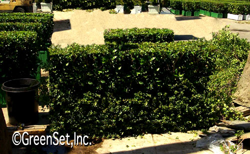 Hedge: Ligustrum and Cherry