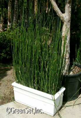 Horsetail