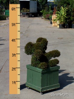 Topiary Koala Bear