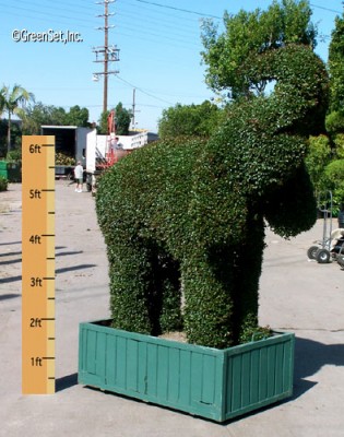 Topiary Elephant - right side