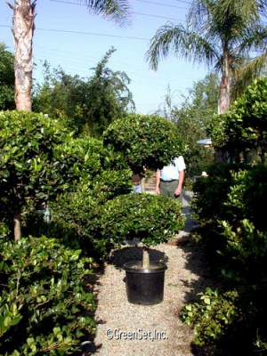 Topiary: Ligustrum - 2 Ball