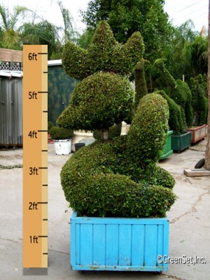 Topiary Rooster