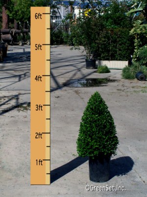 Topiary: Boxwood Cone