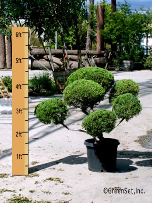 Juniper Topiary