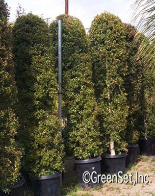 Topiary: Eugenia Columns