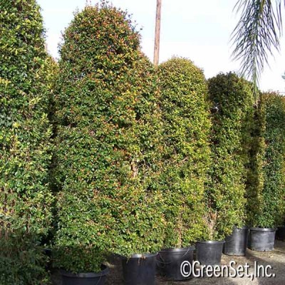 Topiary: Eugenia Columns