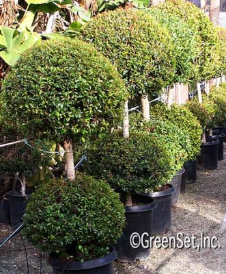 Topiary: Eugenia 2 Ball