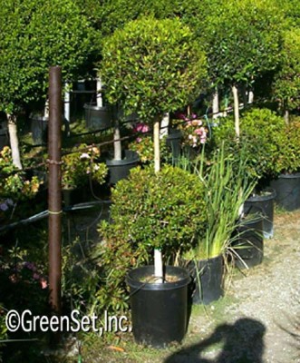 Topiary: Eugenia 2 Ball