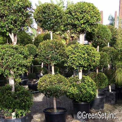 Topiary: Eugenia 3 Ball