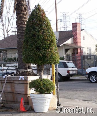 Topiary: Eugenia Cone