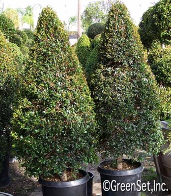 Topiary: Eugenia Cones