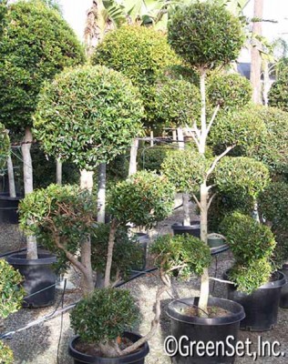 Topiary: Eugenia Multi-Ball