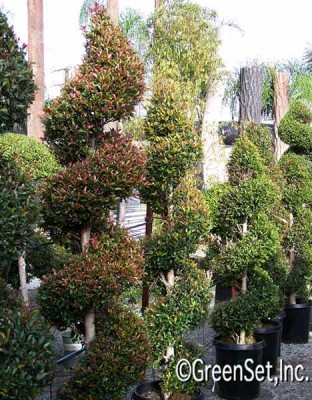 Topiary: Eugenial Spiral