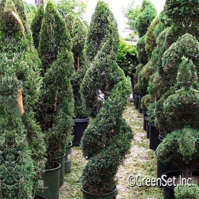 Topiary: Juniper Double Spiral