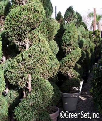 Topiary: Juniper Spiral