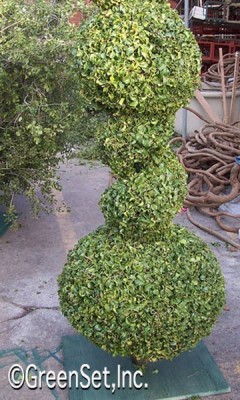 Topiary: Cut Cherry Spiral