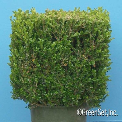 Boxwood Cube