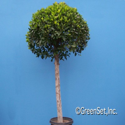 Ficus Nitida 1 ball