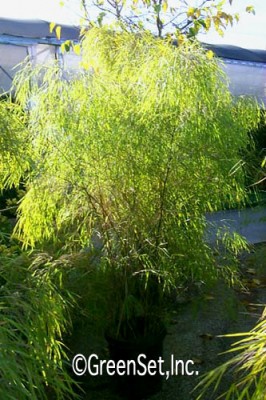 Bamboo Weeping