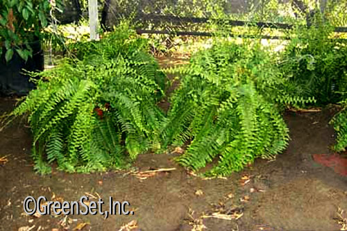 Boston Fern