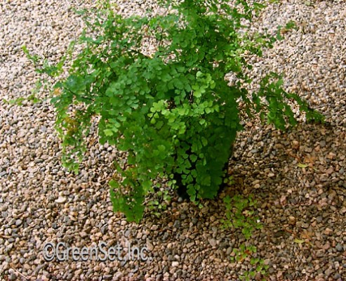 Maiden Hair Fern