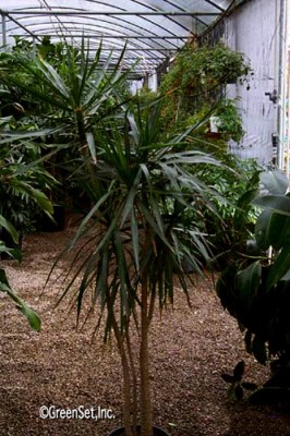 Dracaena Marginata