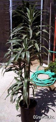 Dracaena Warnekii