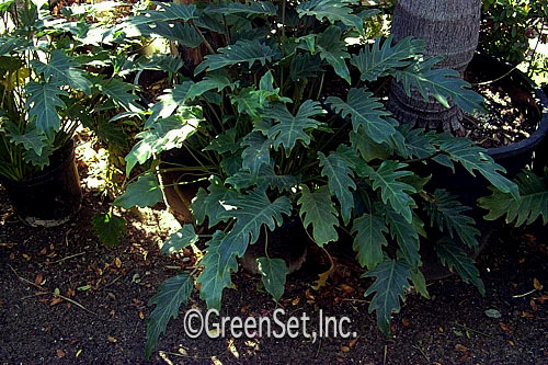 Philodendron Xanadu