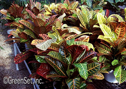 Crotons