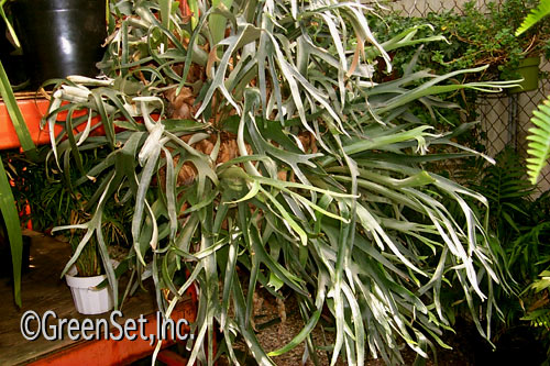 Staghorn Fern