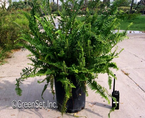 Sword Fern