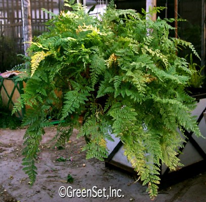 Rabbitsfoot Fern