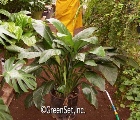 Spathiphyllum