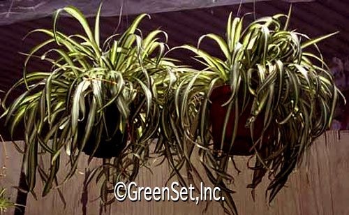 Spider Plants