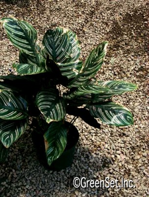 Calathea