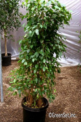 Ficus Benjamina