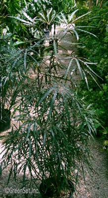 False Aralia